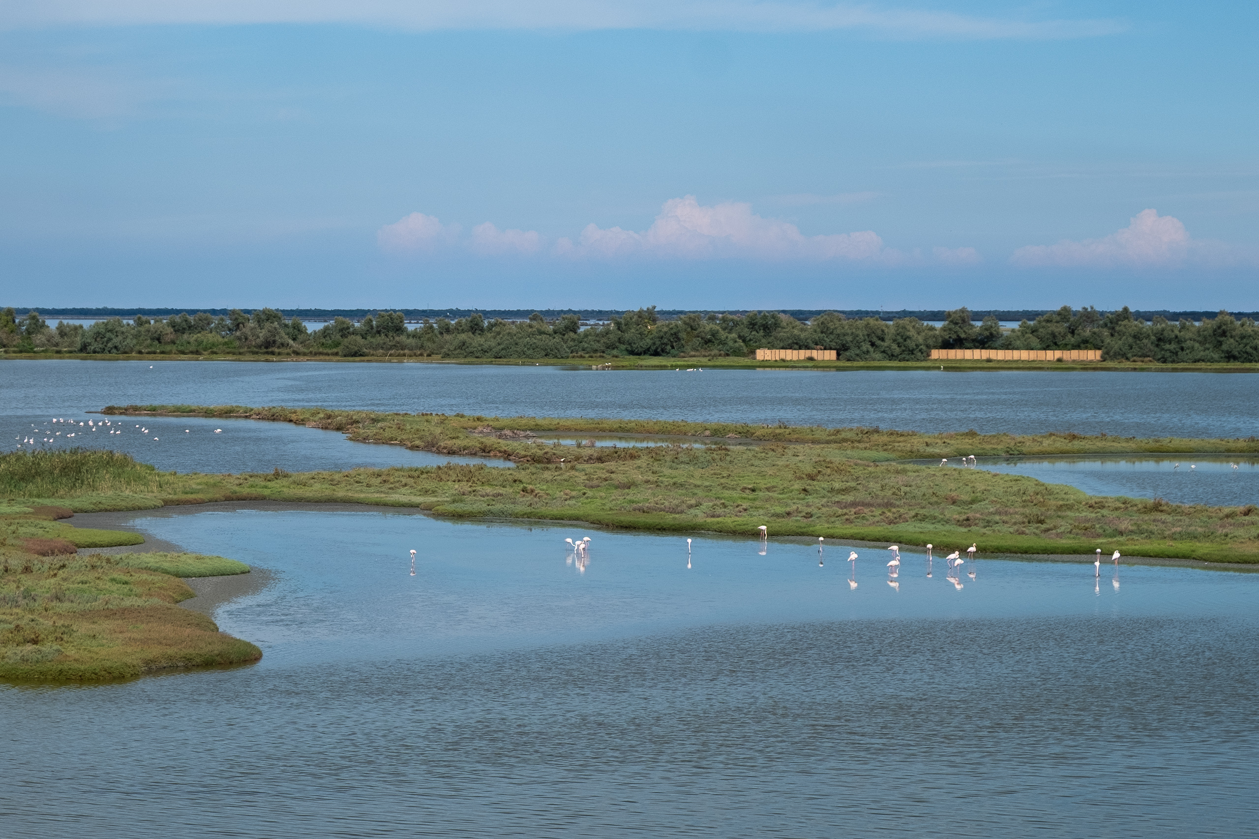 Flamingos in den Valli di Comacchio